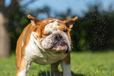 İngilizce Bulldog - yaz fikirleri yenileniyor