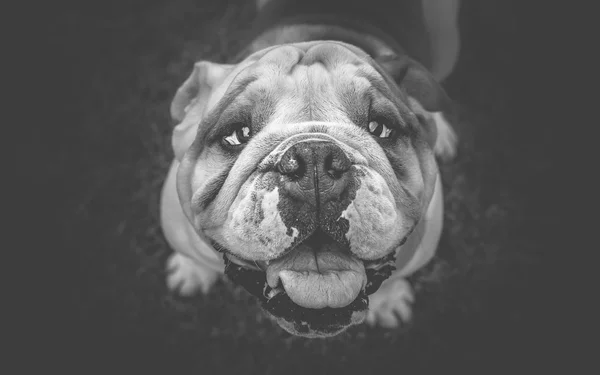 Bovenaanzicht van Engels bulldog hond — Stockfoto