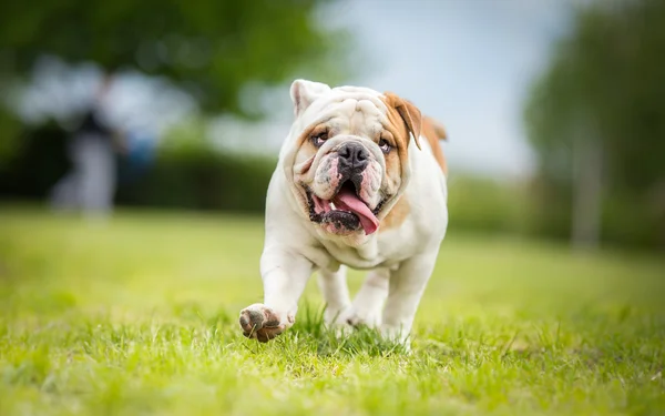 Engelska Bulldog hund promenad i trädgården — Stockfoto