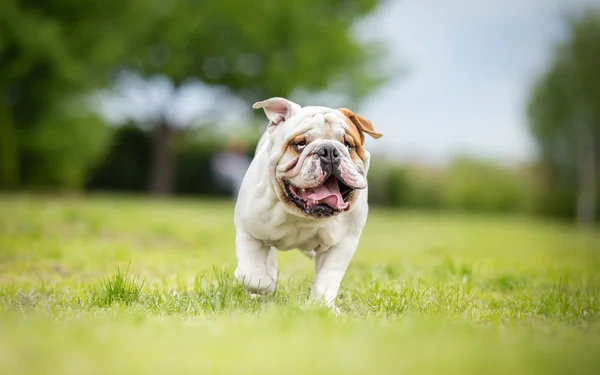 Buldogue inglês engraçado correndo no jardim — Fotografia de Stock