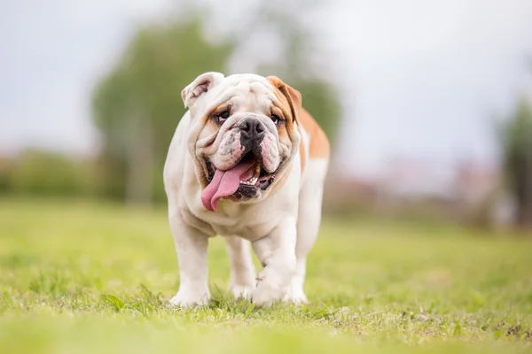 Engels bulldog staande op het gras — Stockfoto