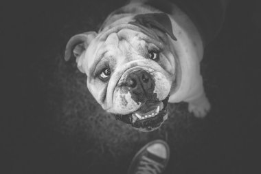 İngilizce Bulldog ile vakit