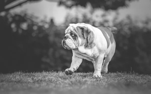 Engels Bulldog wandelen in tuin — Stockfoto