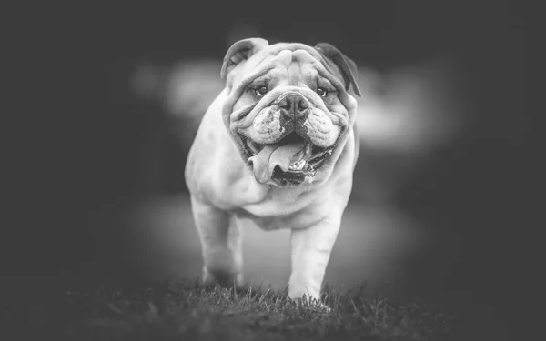 Englische Bulldogge schwarz-weiß Foto — Stockfoto