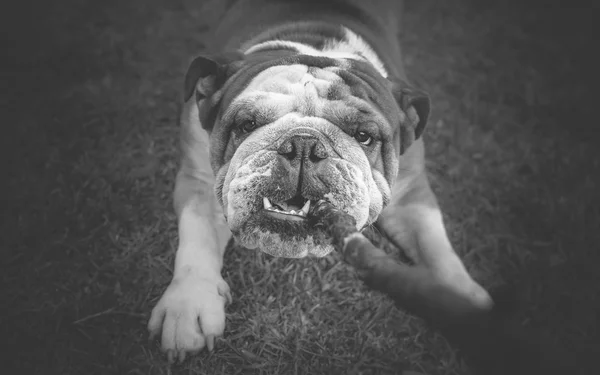 Tauziehen mit englischer Bulldogge — Stockfoto