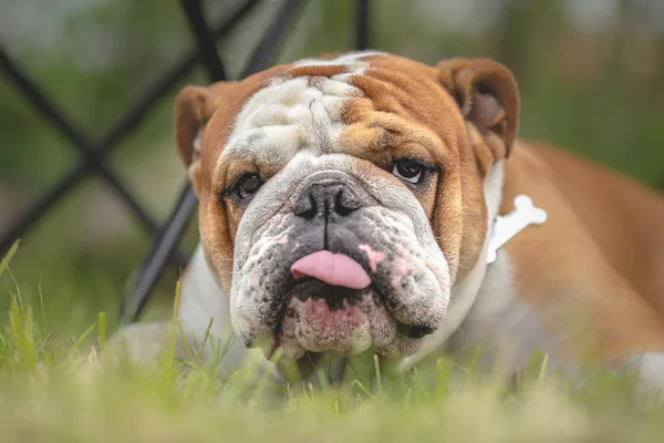 Engelsk Bulldogg med tungan sticker ut — Stockfoto
