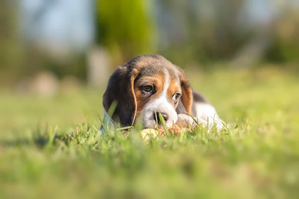 Leuke kleine pup, spelen met speelgoed — Stockfoto