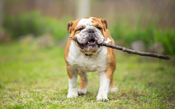 Spelen fetch met stok - Engels Bulldog — Stockfoto