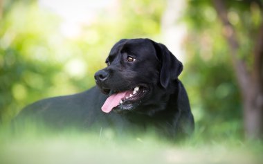 Siyah Labrador retriever köpek gölgede dinlenmek