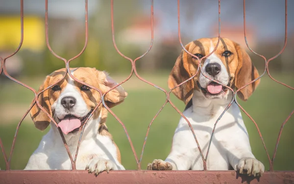 Los perros graciosos no pueden esperar a dar un paseo. —  Fotos de Stock