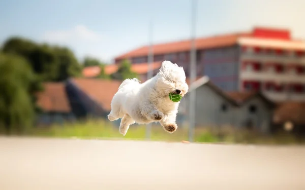 Lindo perro blanco corriendo con bola en la boca —  Fotos de Stock