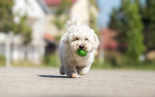 Jugar a buscar con lindo perro blanco — Foto de Stock