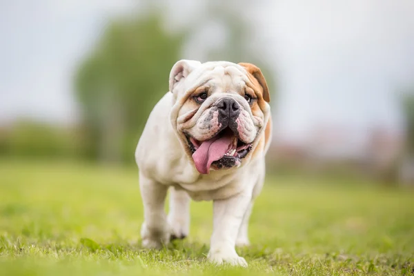 Engels bulldog portret — Stockfoto