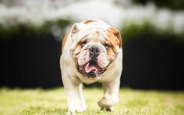 Engels Bulldog wandelen in tuin — Stockfoto