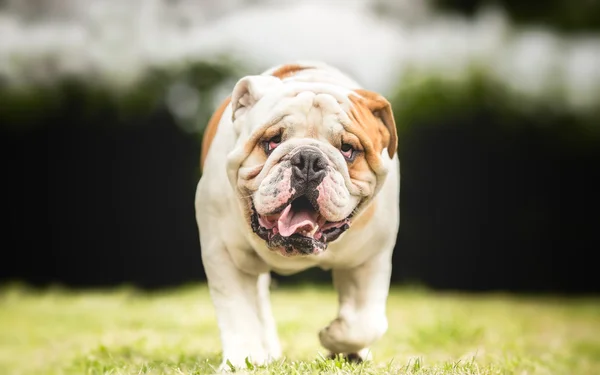 Engelsk bulldogg promenader i trädgården — Stockfoto