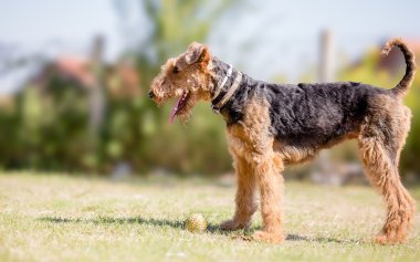 Topla oynamayı Airedale terrier köpek