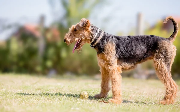 Airedale terrier hund leker med boll — Stockfoto