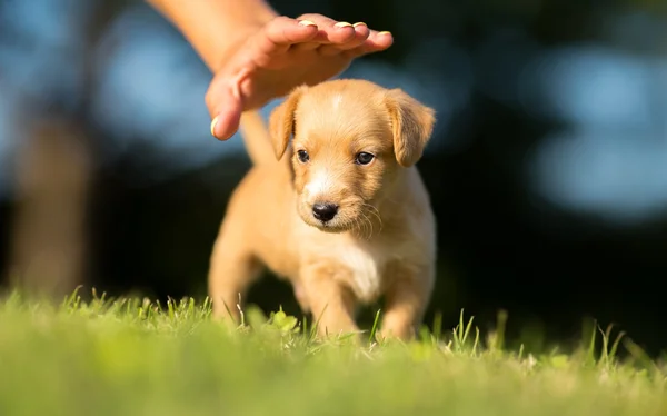 Escoge una mascota - Pequeño perro amarillo con mano de mujer — Foto de Stock