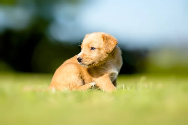 Pequeño cachorro amarillo en el jardín — Foto de Stock
