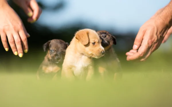 Tres perros adoptados en un nuevo jardín — Foto de Stock