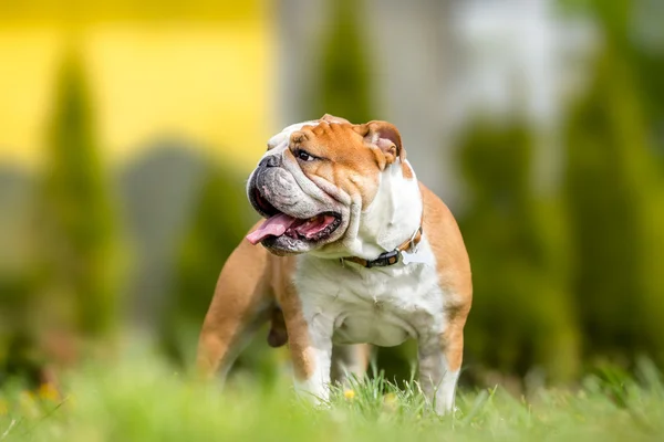 Portret van de Engelse Bulldog in tuin — Stockfoto