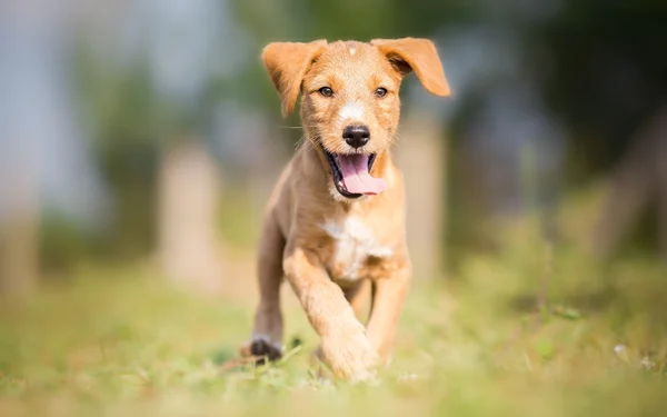 Cãozinho amarelo feliz correndo ao ar livre — Fotografia de Stock