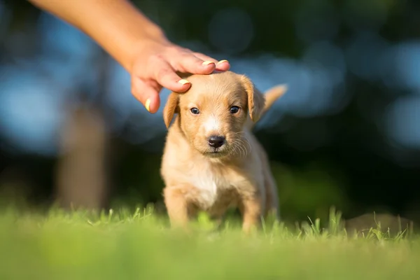Chica acariciando perrito amarillo — Foto de Stock