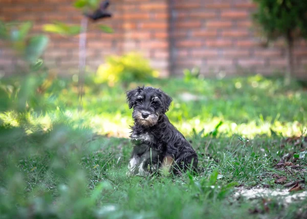 Mini schnauzer valp — Stockfoto