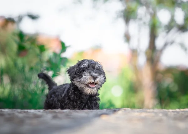 Миниатюрный шнауцеровый щенок — стоковое фото