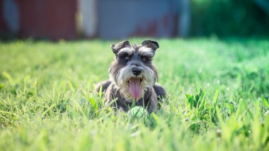 minyatür schnauzer