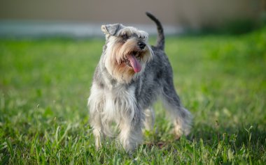 minyatür schnauzer