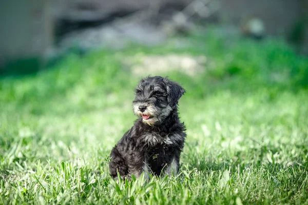 Schnauzer puppy in a green grass — Stock Photo, Image