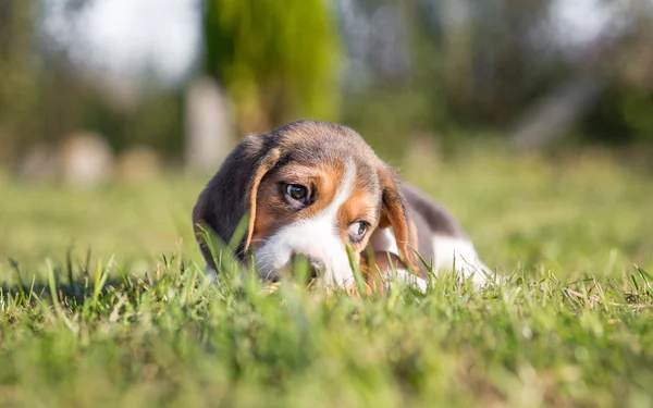 Beagle en hierba verde — Foto de Stock