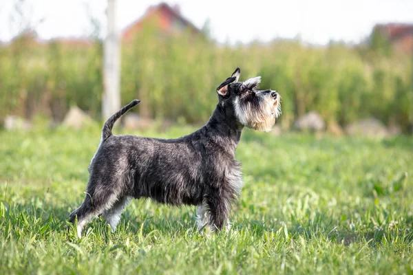 Profilo di Miniature Schnauzer — Foto Stock