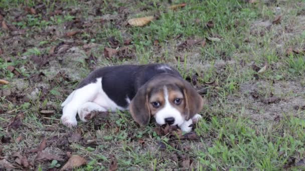 Beagle-Welpe — Stockvideo