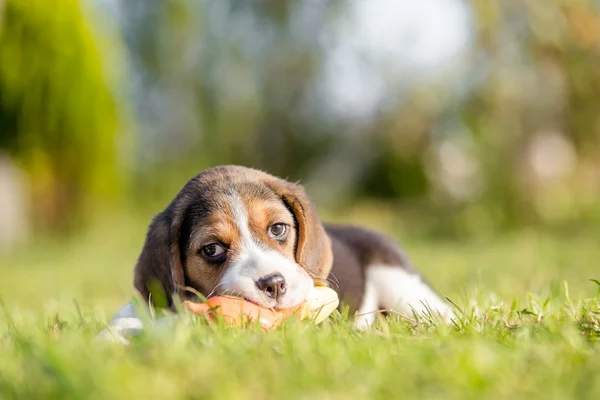 Beagle spielt mit dem Spielzeug — Stockfoto