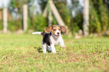 Beagle köpek yavrusu