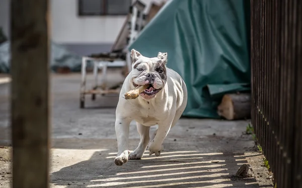 Bulldog correndo com osso — Fotografia de Stock