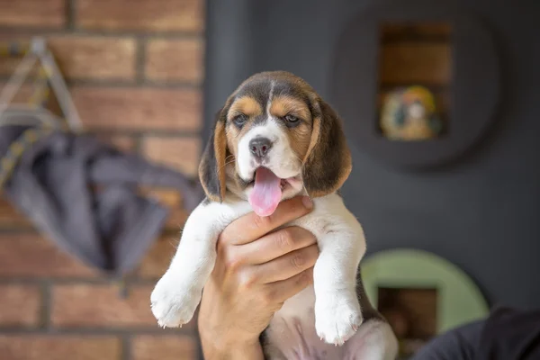 Lindo perrito beagle — Foto de Stock