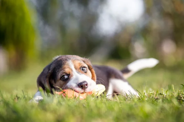 Feliz perrito beagle jugando con el juguete — Foto de Stock