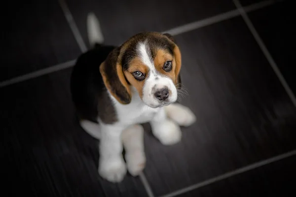 Beagle cachorro perro mirando hacia arriba — Foto de Stock