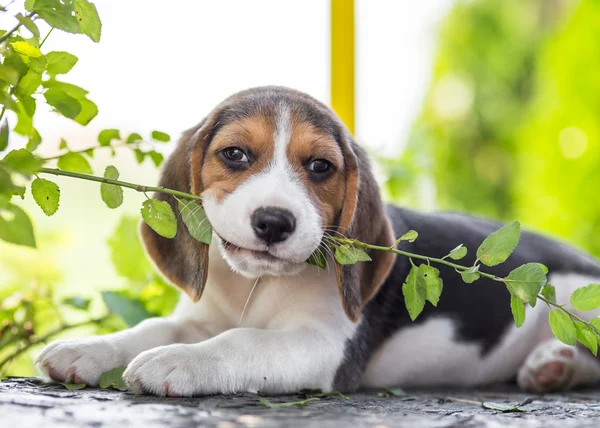 Beagle — Fotografie, imagine de stoc