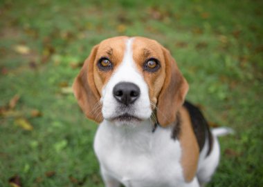 Beagle dikey Bahçe