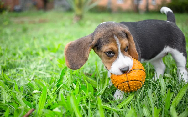 Beagle szczeniak gry z piłką — Zdjęcie stockowe