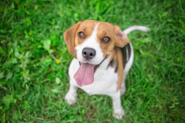 beagle köpek arıyorum