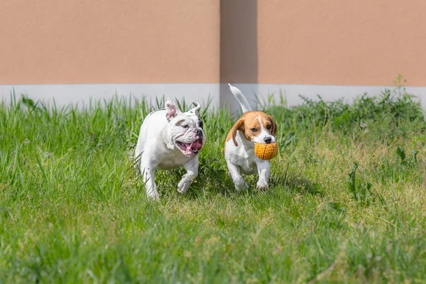 Beagle and bulldog playing with ball — Stock Photo, Image