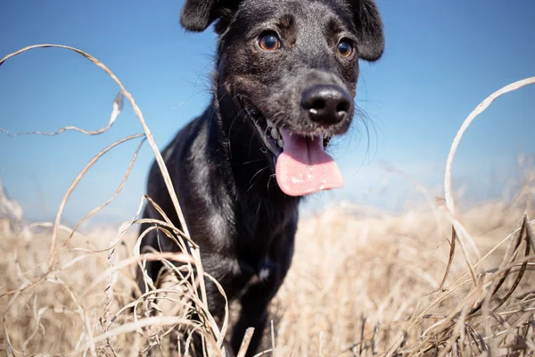 Black mixed breed dog — Φωτογραφία Αρχείου