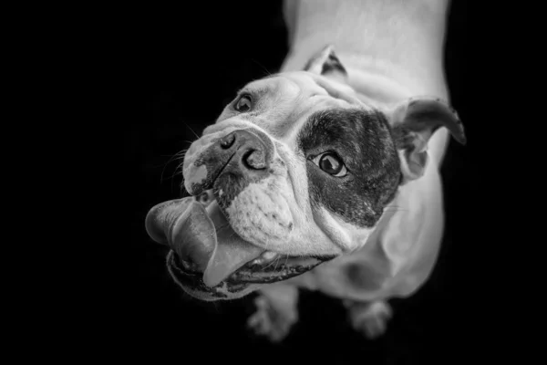 Junge englische Bulldogge in schwarz und weiß — Stockfoto