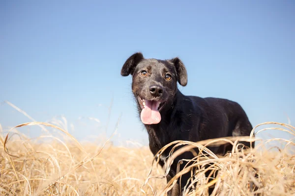 Perro de raza mixta negro en hierba amarilla —  Fotos de Stock