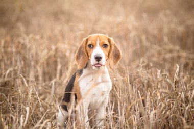 Beagle köpek doğada